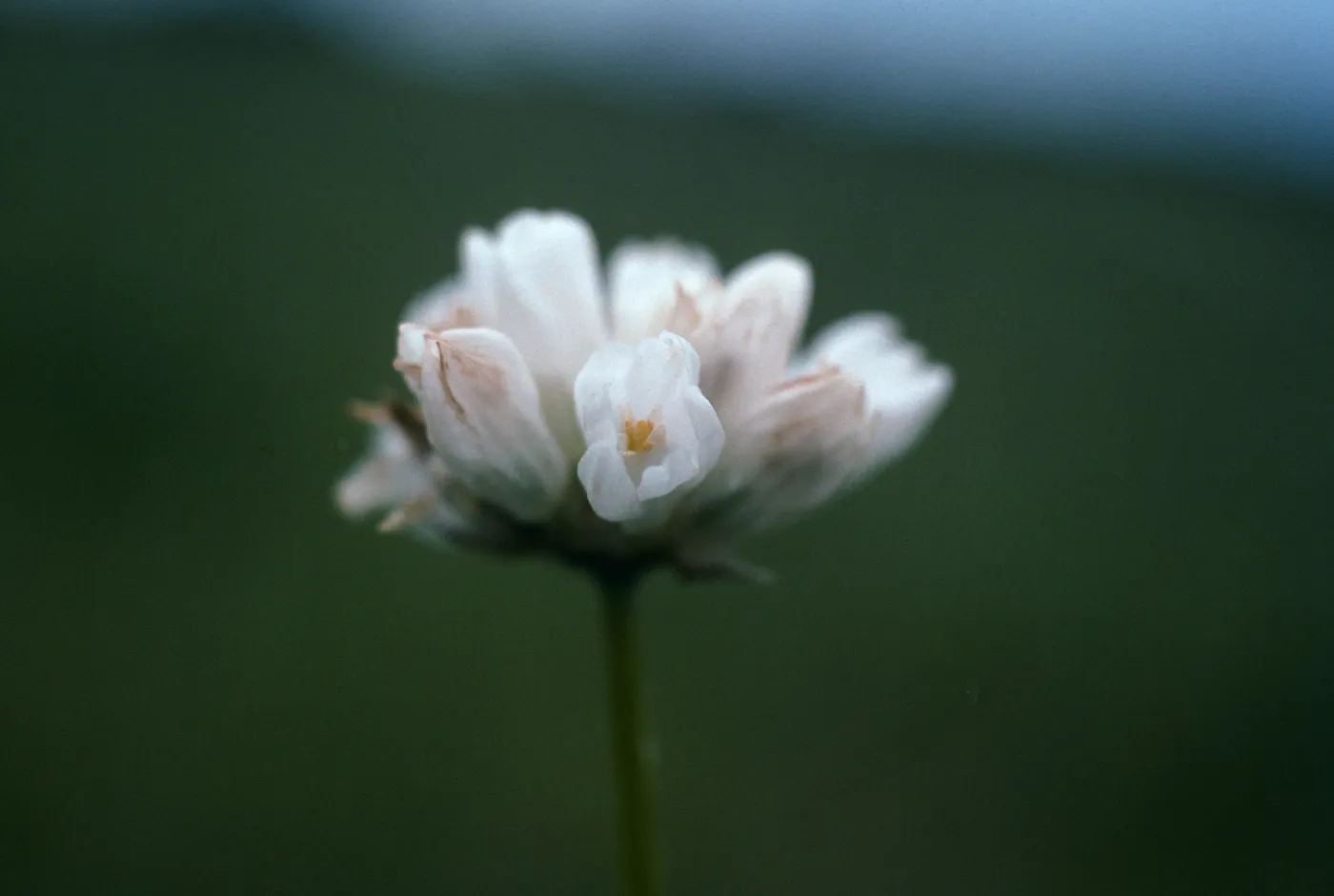Dichelostemma capitatum (alba)