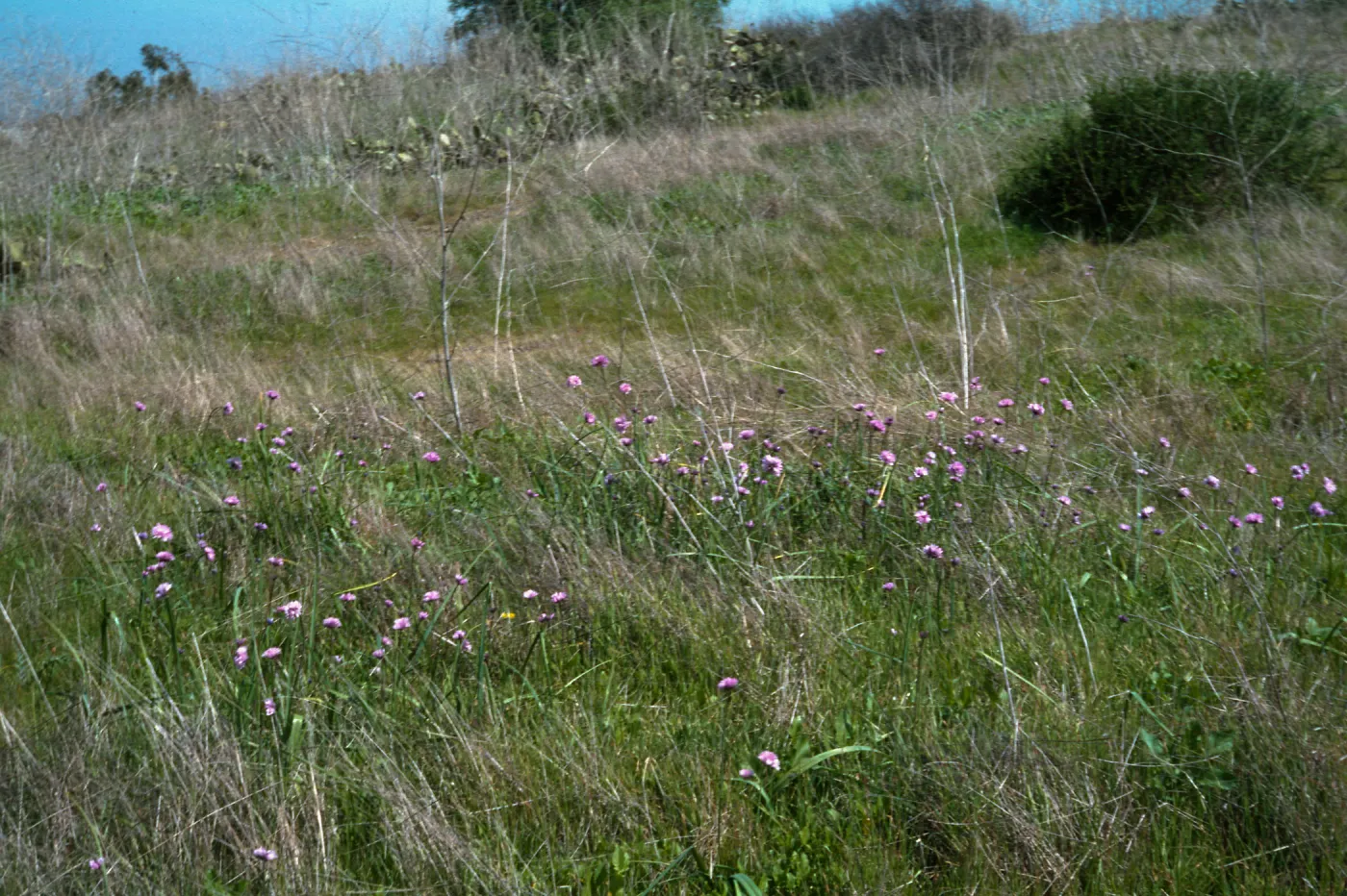 Dichelostemma pulchellum, UCI Preserve, Orange County