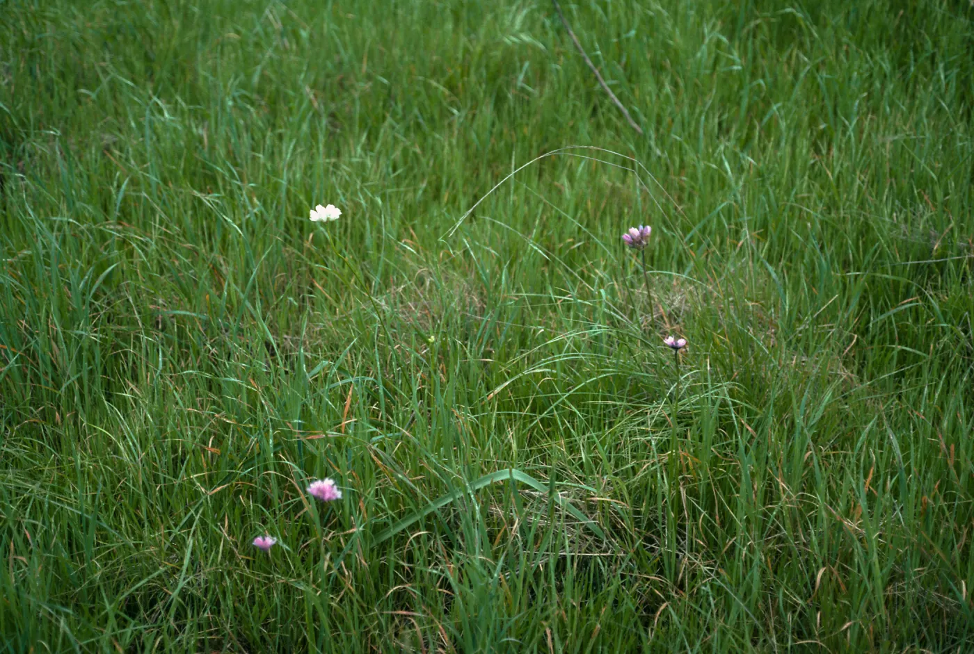 Dichelostemma pulchellum (alba) Habitat