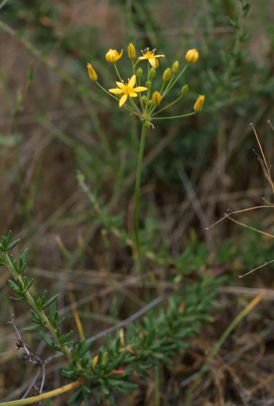 Muilla clevelandii, Peninsular ranges San Ysidro Mountains: SE side of Otay Mtn., western Marron Valley, S of BM 838, ca 1/2 km N of Mexican border on slope above Tijuana River, San Diego County