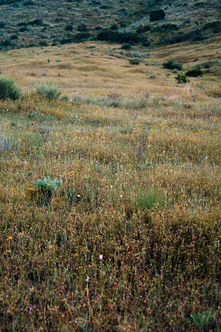 Muilla clevelandii, Peninsular ranges San Ysidro Mountains: SE side of Otay Mtn., western Marron Valley, S of BM 838, ca 1/2 km N of Mexican border on slope above Tijuana River, San Diego County