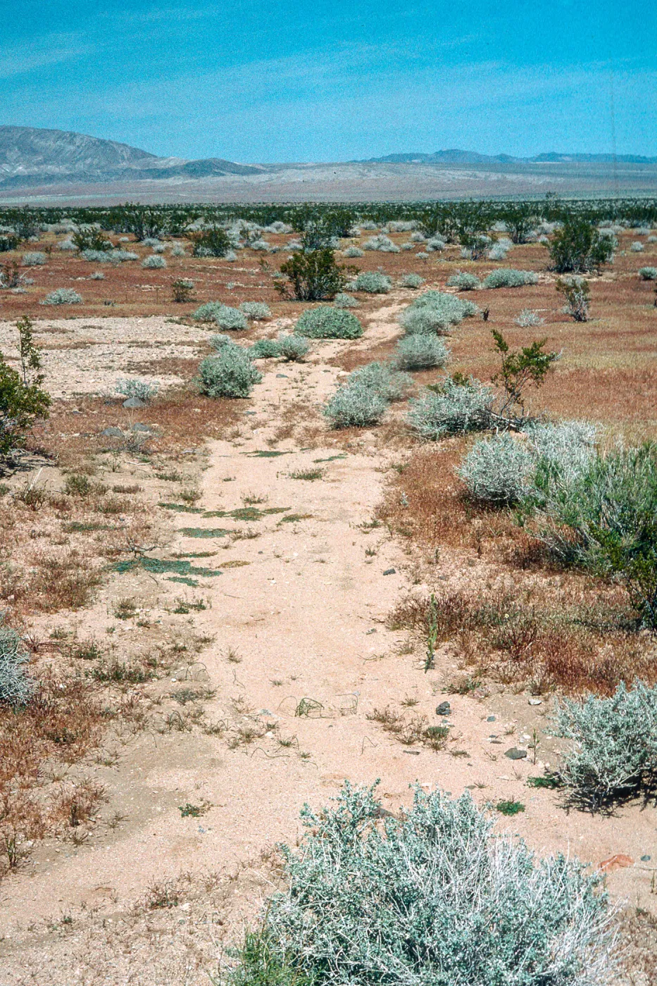 Muilla coronata, Acorn Training Area, Acorn Hill, Twenty-nine Palms, Marine Corps Air Ground Combat Center, San Bernardino County