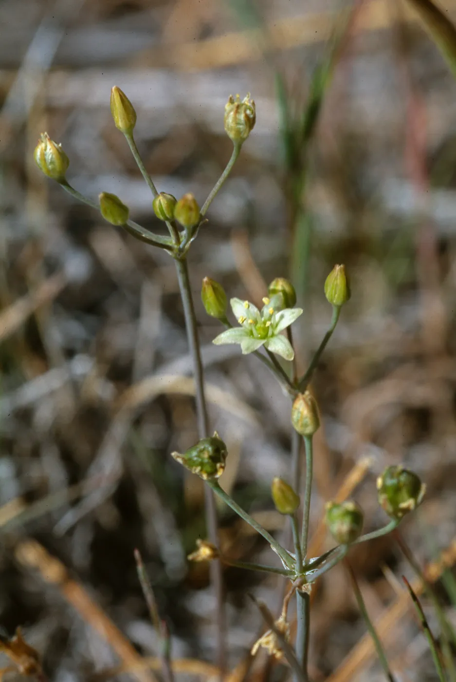 Muilla maritima Peninsular Ranges: San Jacinto Mountains, Garner Valley, east of Hwy 74, southof Fobes Ranch Road, north of Morris Ranch Road, San Diego County