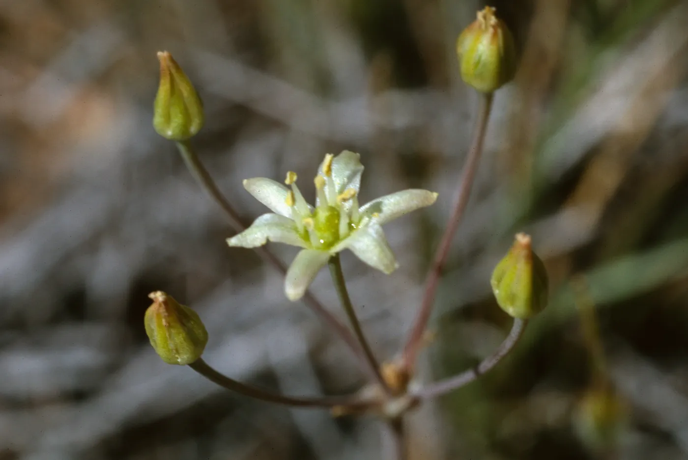 Muilla maritima Peninsular Ranges: San Jacinto Mountains, Garner Valley, east of Hwy 74, southof Fobes Ranch Road, north of Morris Ranch Road, San Diego County