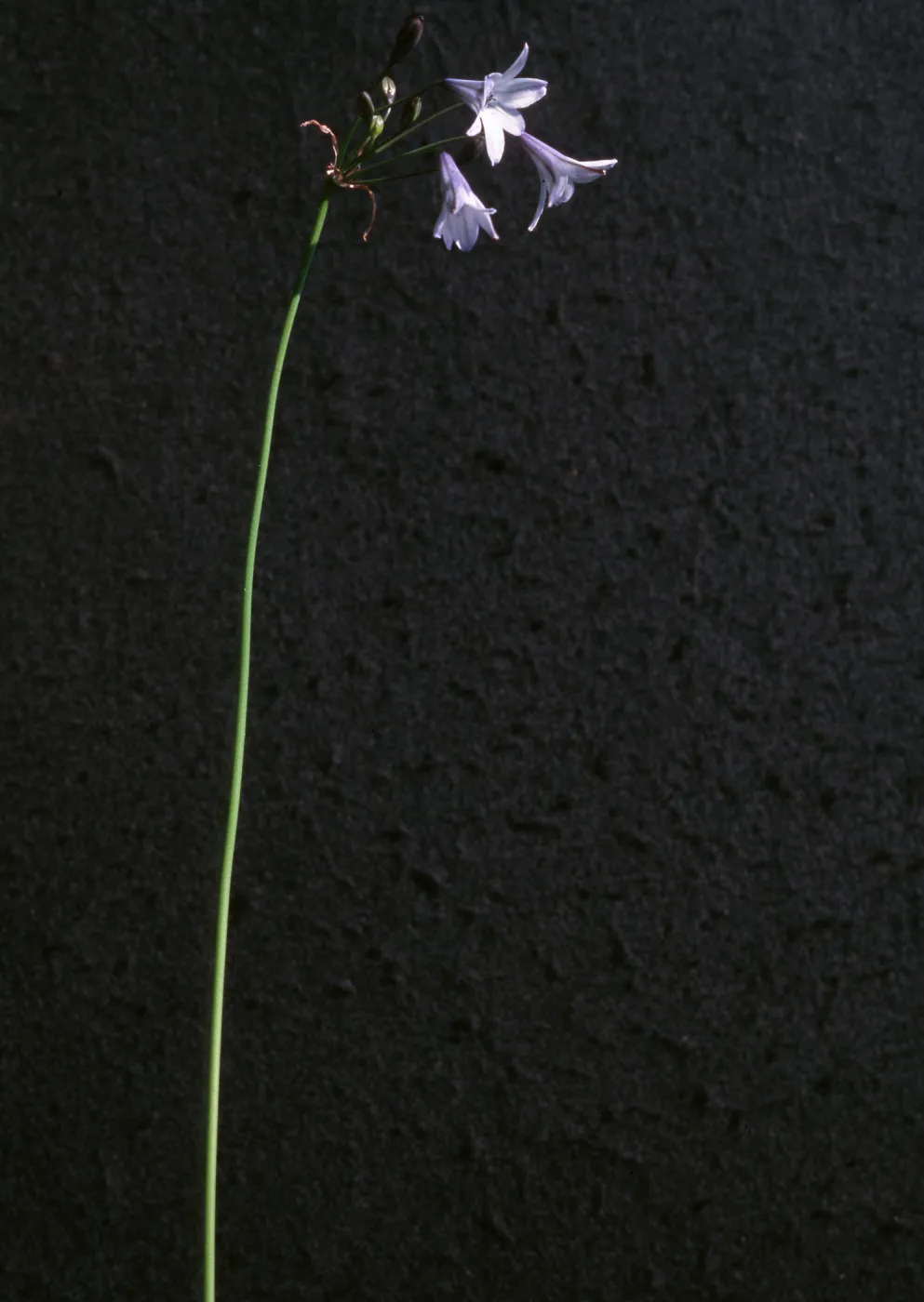 Triteleia clementina, cultivar.