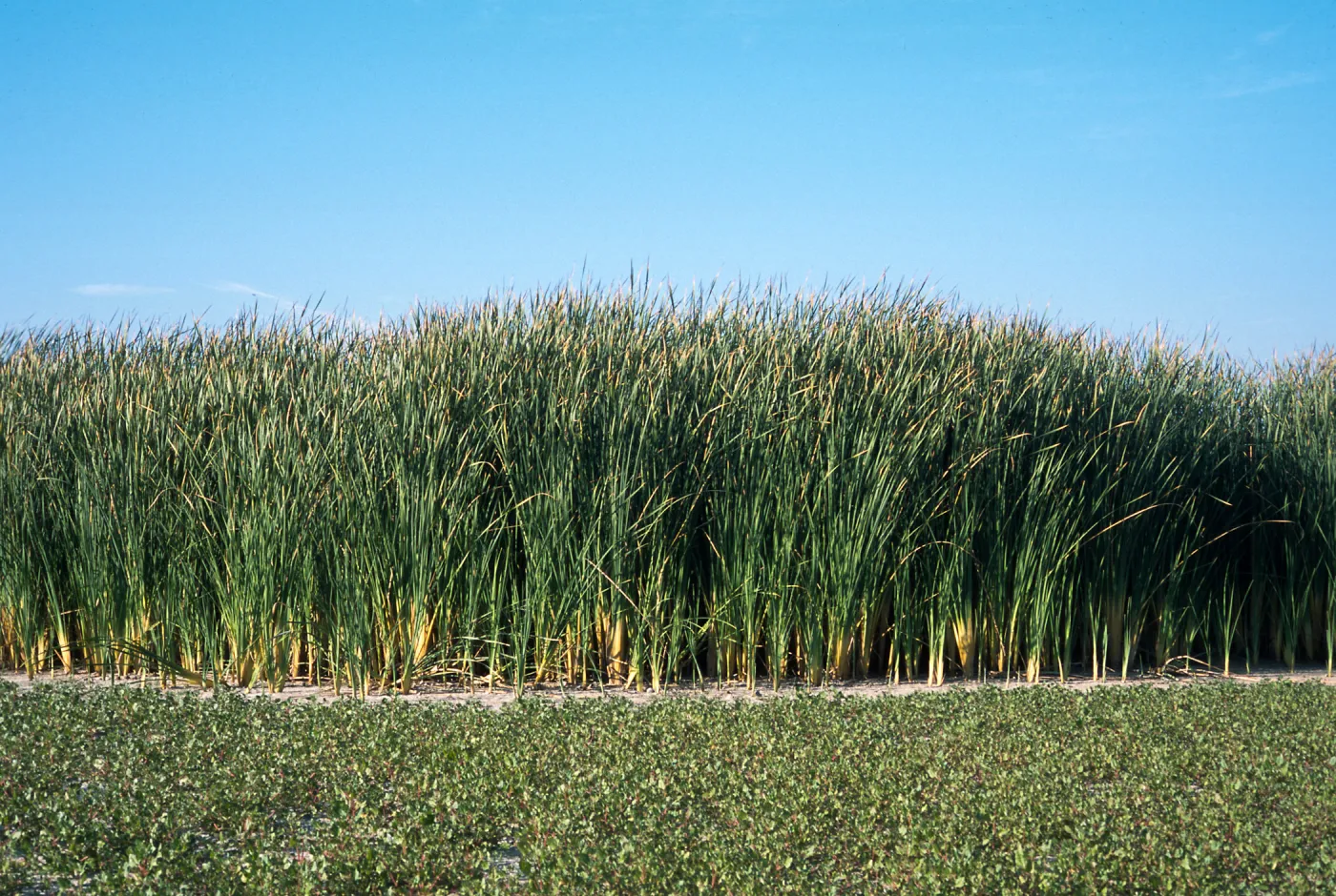 Typha latifolia, San Joaquin Marsh, Orange County