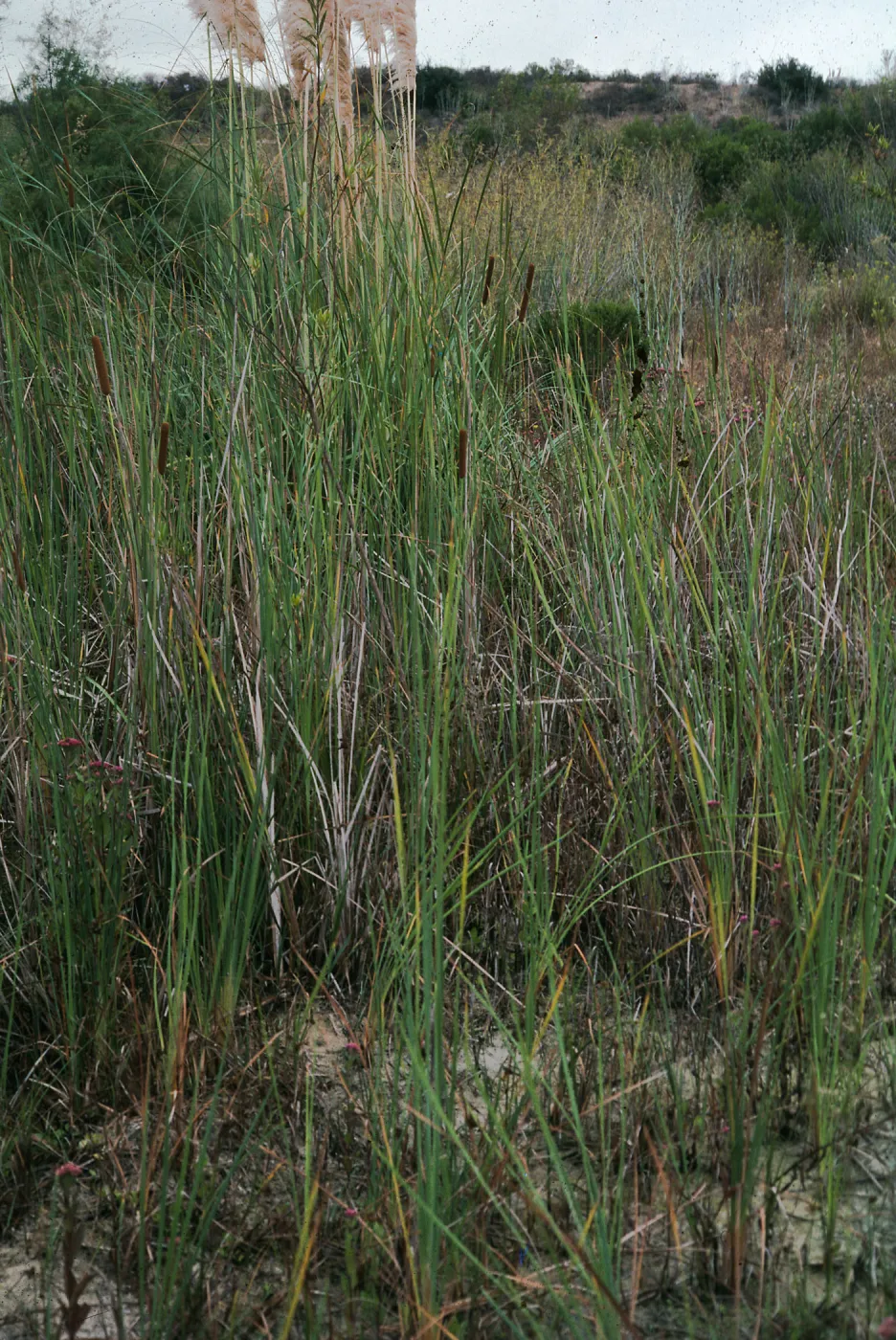 Typha latifolia, City of Oceanside, S of Oceanside Blvd, Evergreen Nursery, San Diego County