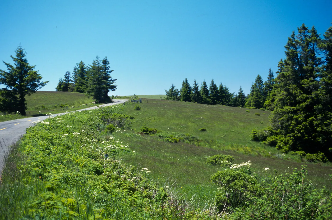 Coastal Prairie with Abies grandis