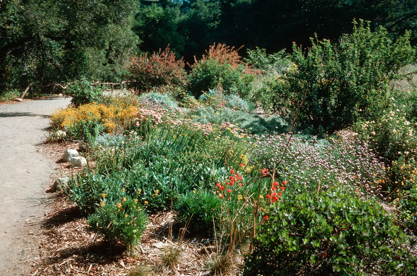 Perennial border, west side of Meadow