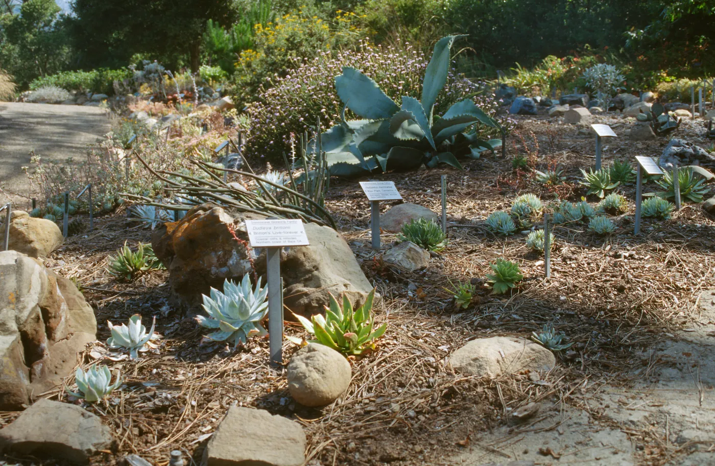 Dudleya (liveforevers) Bed
