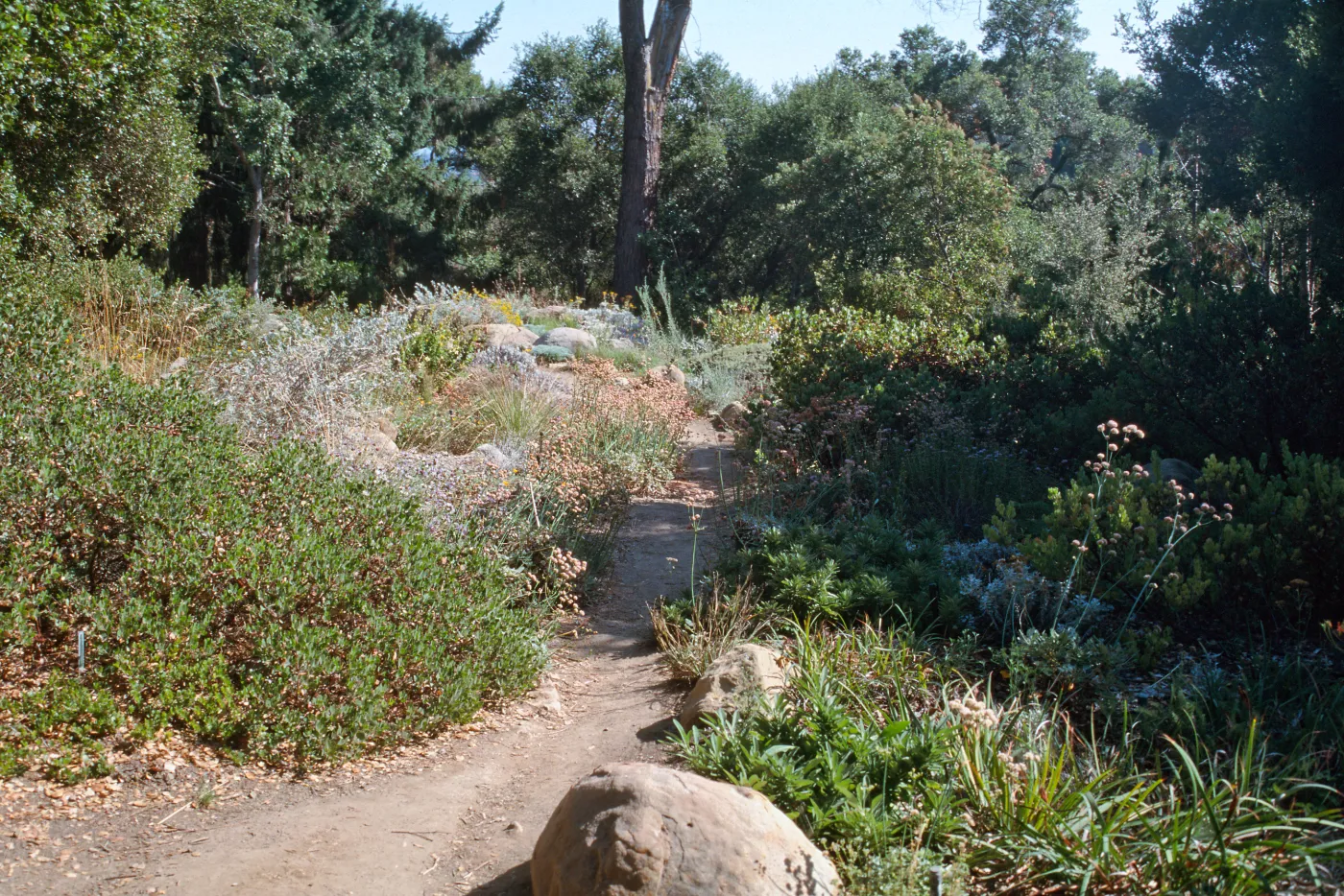 Perennial border in the Manzanita Section