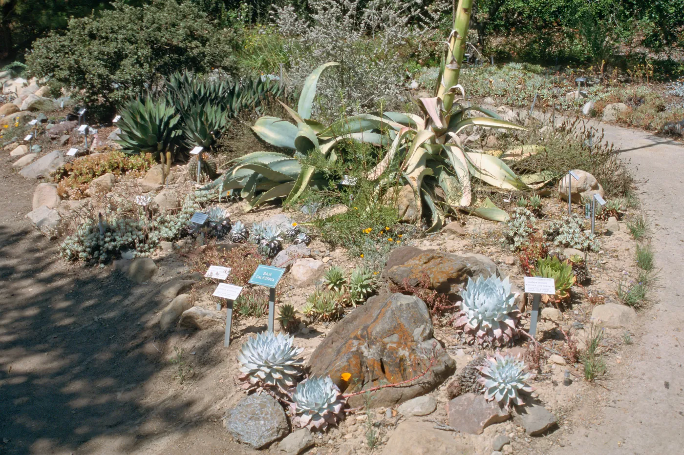 Dudleya (liveforevers) Bed