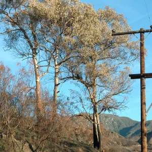 Tea Fire, Mountain Drive, Eucalyptus globulus. Crown of Eucalyptus did not burn. Note fire scars on trunks.