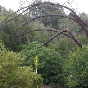 Leaning grey pine with broken branch, east side of meadow