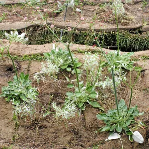 Roof of Herb Parker structure being planted