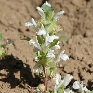 Acanthomintha obovata ssp. cordata