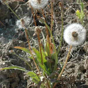 Agoseris grandiflora