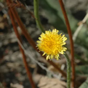 Agoseris grandiflora