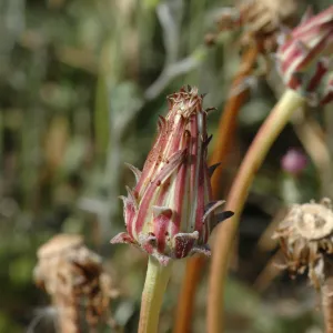 Agoseris grandiflora