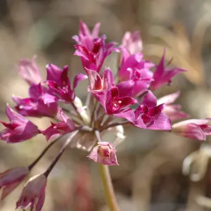 Allium crispum