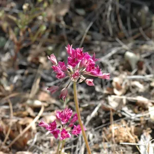 Allium crispum