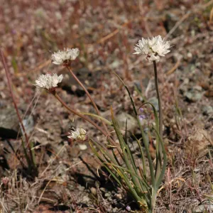 Allium haematochiton