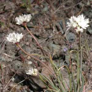 Allium haematochiton