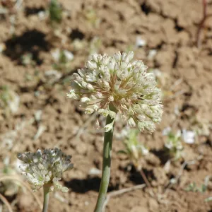 Allium howellii var. clokeyi