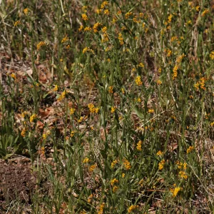 Amsinckia intermedia