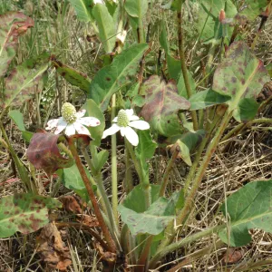 Anemopsis californica
