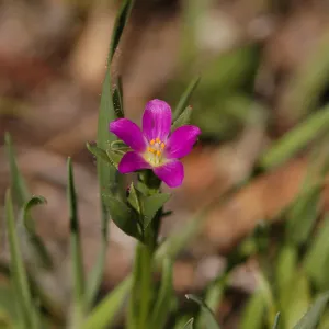 Calandrinia ciliata var. menziesii
