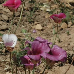 Calochortus venustus