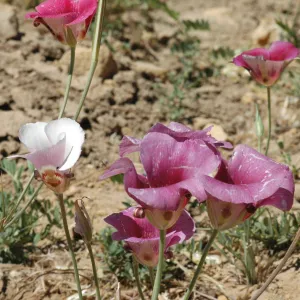 Calochortus venustus
