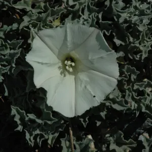Calystegia collina subsp. venusta
