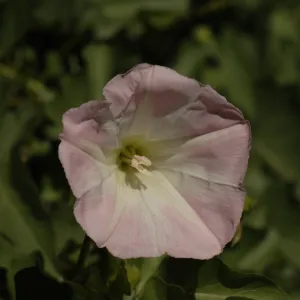 Calystegia macrostegia