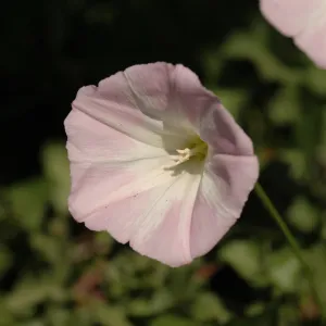 Calystegia macrostegia