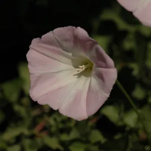 Calystegia macrostegia