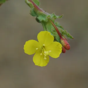 Camisonia intermedia