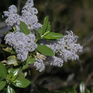 Ceanothus spinosus