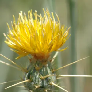 Centaurea solstitialis