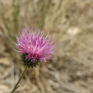 Cirsium occidentale var. californicum