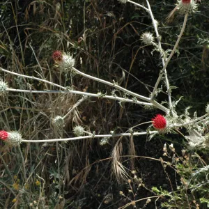 Cirsium occidentale var. venustum