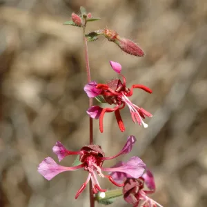 Clarkia unguiculata