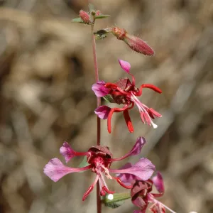 Clarkia unguiculata