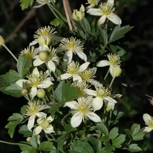 Clematis lasiantha