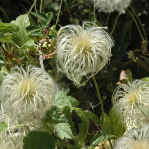 Clematis lasiantha