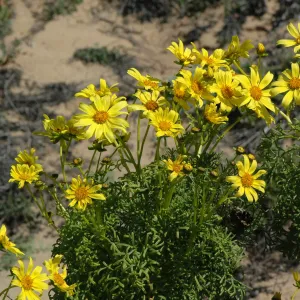 Coreopsis gigantea