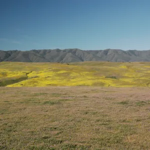 Cuyama Valley wildflower display