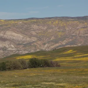 Cuyama Valley wildflower display