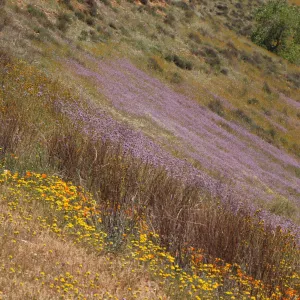 Cuyama Valley wildflower display